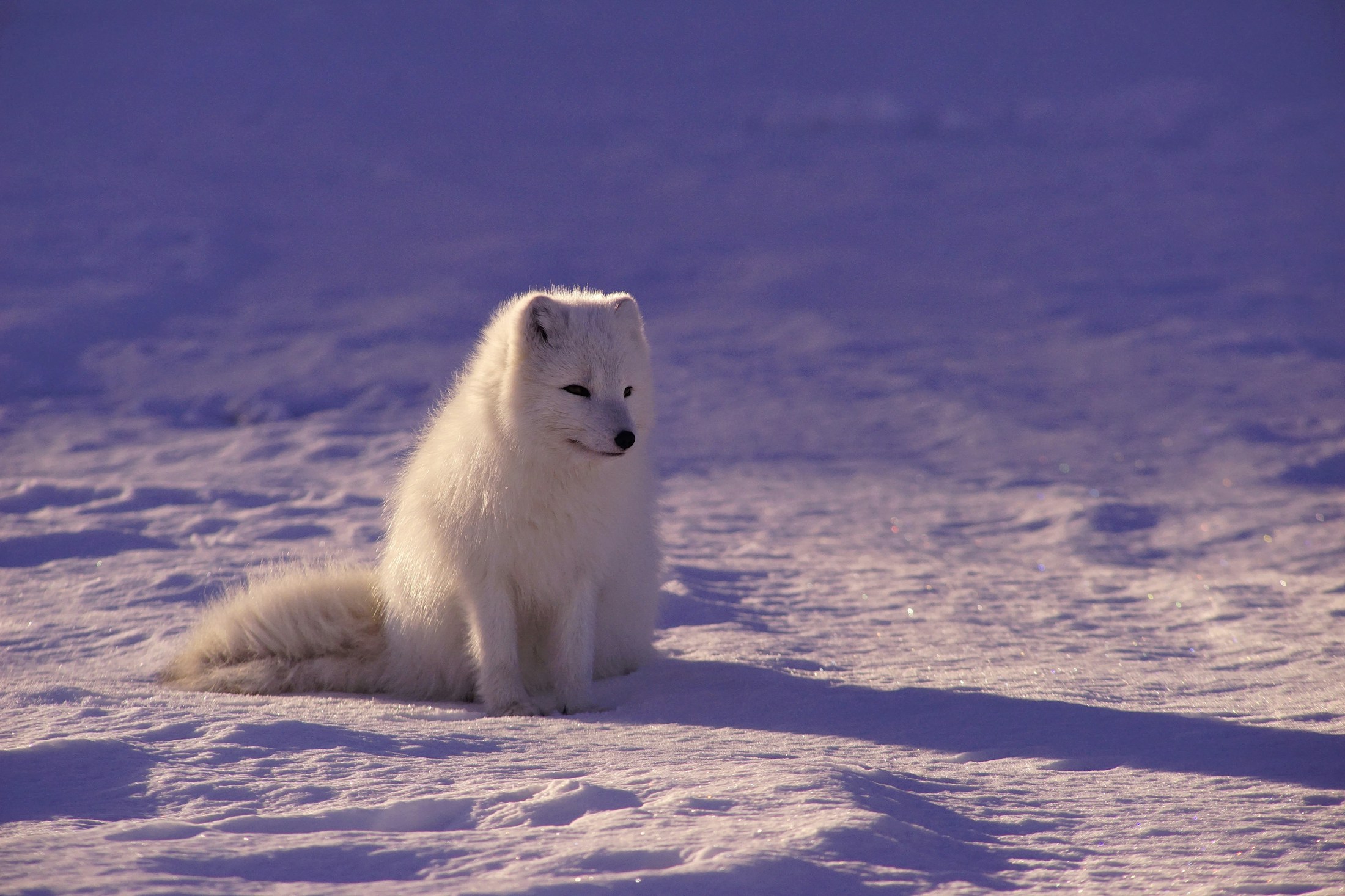 An Arctic fox sitting in a broad expanse of softly lit snow