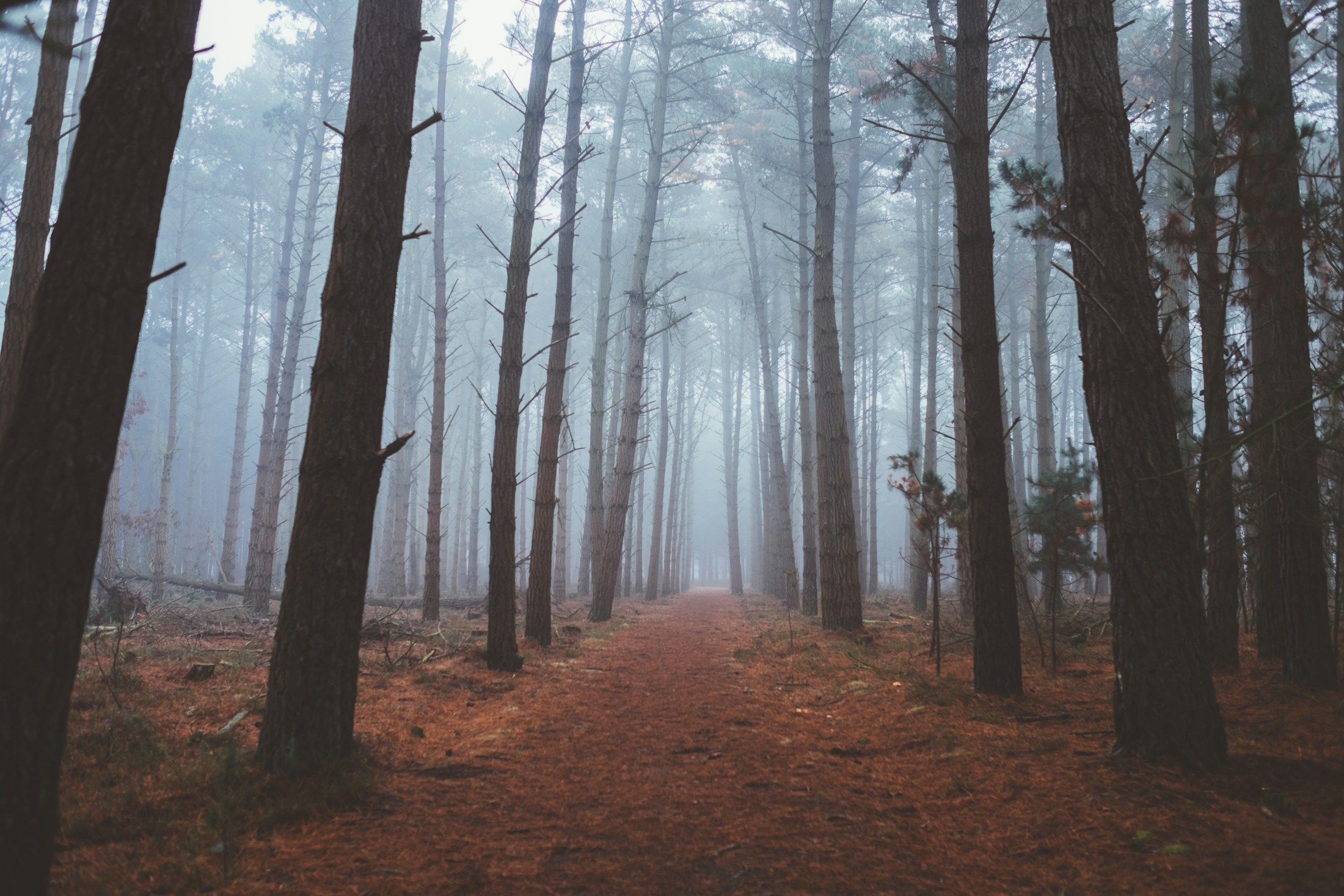Soft natural light falling through a quiet woodland